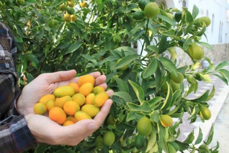 Mersin'de kamkat üretimi artıyor