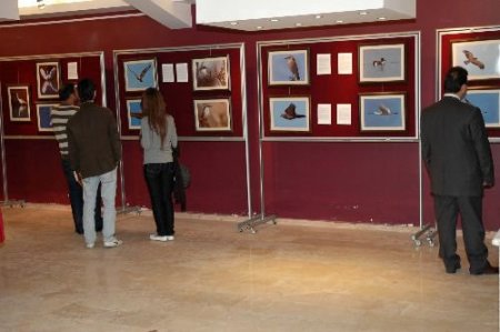Mersin'de Yaşayan Kuş Türlerinin Fotoğrafları Sergilendi