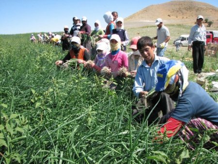 'Mevsimlik tarım işçileri' araştırmasının sonuçları iç açıcı değil (Özel)