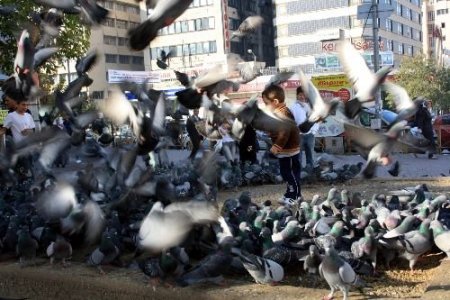 Meydanı Mesken Tutan Güvercinler, Çocuklara Eğlence Oldu