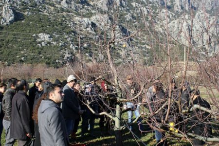 Meyvecilik Araştırma İstasyonu'ndan budama eğitimi