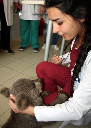 Mezarlıkta donmak üzereyken bulunan yavru ayı sağlık kontrolünden geçti