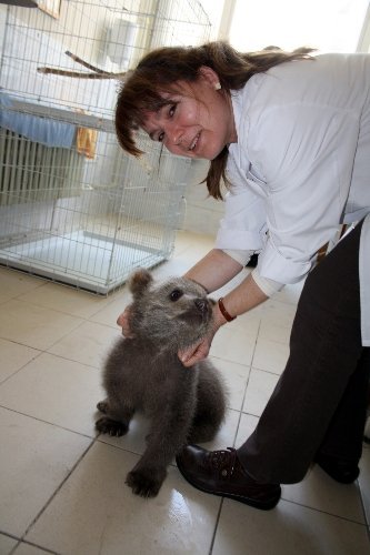Mezarlıkta donmak üzereyken bulunan yavru ayı sağlık kontrolünden geçti