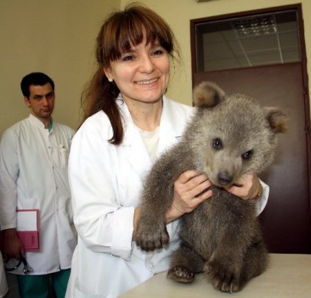 Mezarlıkta donmak üzereyken bulunan yavru ayı sağlık kontrolünden geçti