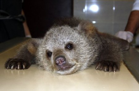 Mezarlıkta donmak üzereyken bulunan yavru ayı sağlık kontrolünden geçti