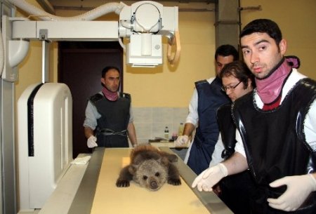 Mezarlıkta donmak üzereyken bulunan yavru ayı sağlık kontrolünden geçti