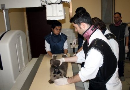 Mezarlıkta donmak üzereyken bulunan yavru ayı sağlık kontrolünden geçti