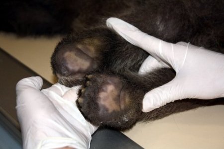 Mezarlıkta donmak üzereyken bulunan yavru ayı sağlık kontrolünden geçti