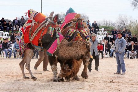 MHP'li Çetin: Deve güreşleri kültürümüzü yaşatma adına güzel bir etkinlik