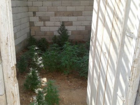 Midyat'ta Bin 907 Adet Hint Keneviri Ele Geçirildi