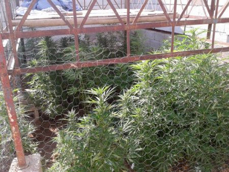 Midyat'ta Bin 907 Adet Hint Keneviri Ele Geçirildi