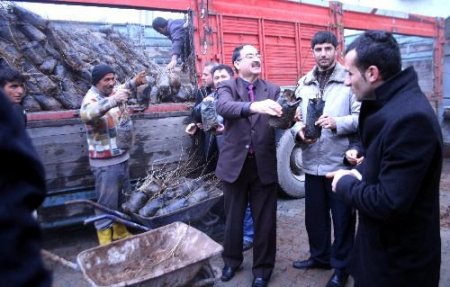 Midyat'ta Çiftçilere Fıstık Ve Nar Fidanı Dağıtıldı