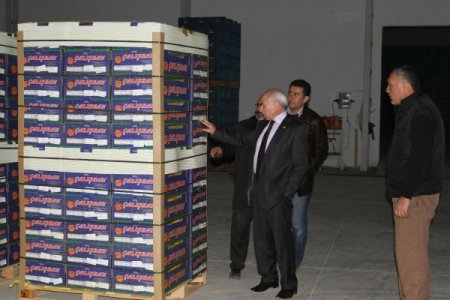 Milletvekili Ali Küçükaydın: Narenciye altın çağını yaşıyor