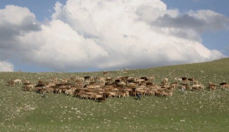 Milletvekili Kılıç; Hükümet olarak hayvancılıkla ilgili önemli tedbirler alıyor