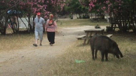 Milli parkta domuzlar piknikçilerin arasında dolaşıyor