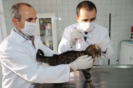 Minik kedi, sosyal medya sayesinde hayata döndü