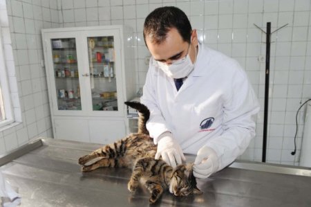 Minik kedi, sosyal medya sayesinde hayata döndü