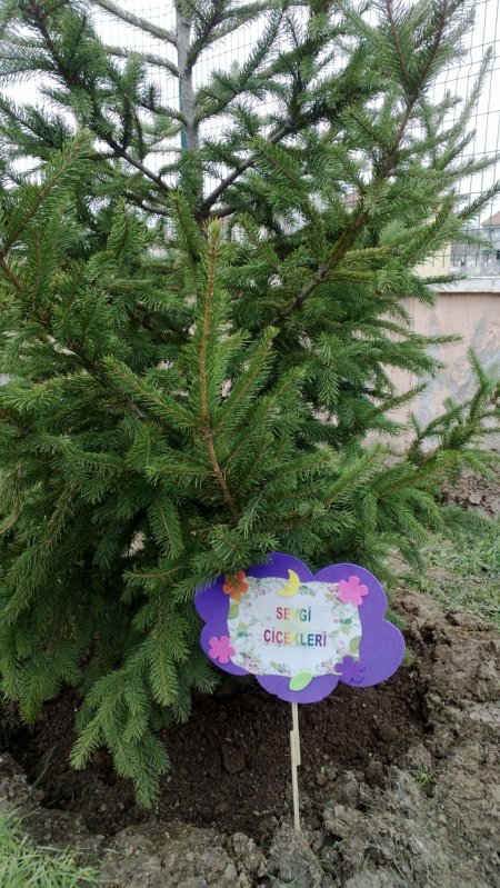 Miniklerin de dikili ağacı oldu