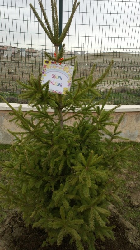 Miniklerin de dikili ağacı oldu