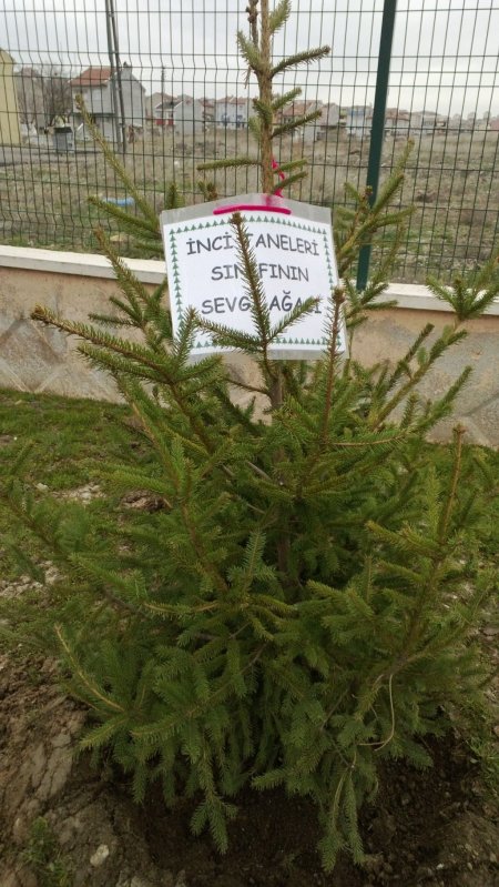 Miniklerin de dikili ağacı oldu