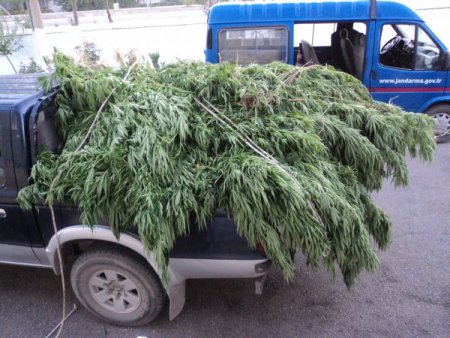 Mısır tarlasında kenevir yetiştirmişler