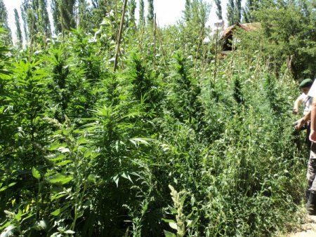 Mısır tarlasında kenevir yetiştirmişler