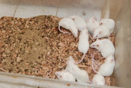 Mitolojinin Efsane Bitkisi Beyaz Nilüfer, Kansere Umut Oldu