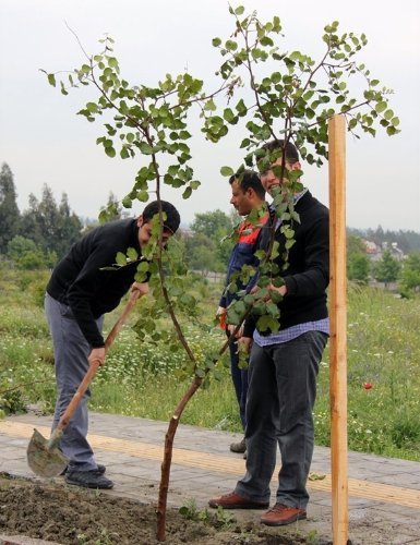 MKÜ'de Kutlu Doğum Ormanı oluşturuldu