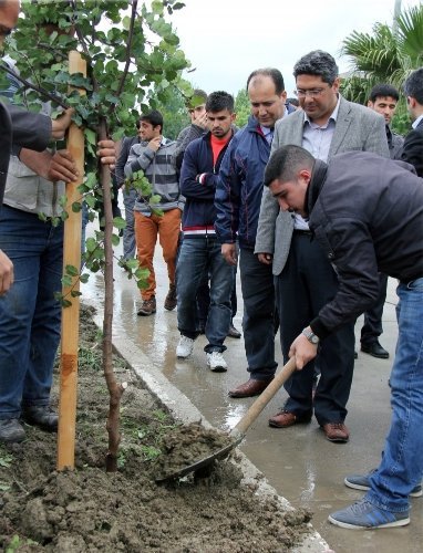 MKÜ'de Kutlu Doğum Ormanı oluşturuldu