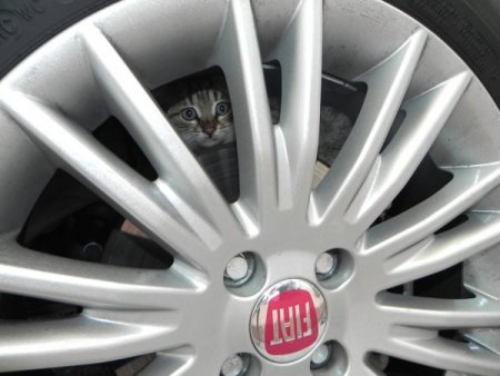 Motor bloğuna giren kedilere karşı sürücülere uyarı
