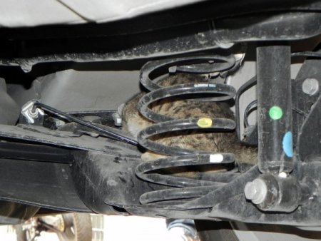 Motor bloğuna giren kedilere karşı sürücülere uyarı