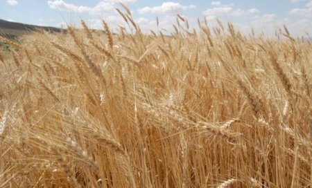 Müfit Bey'den Yüksek Verim Alındı