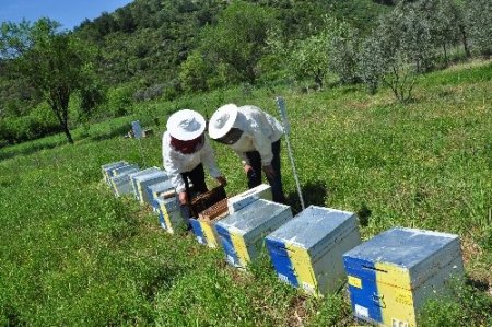 Muğla arısının ırkı ıslah projesi ile korunuyor