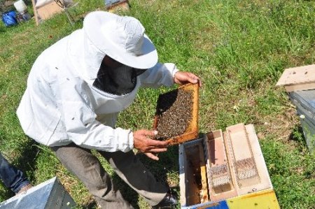 Muğla arısının ırkı ıslah projesi ile korunuyor