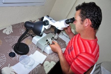 Muğla arısının ırkı ıslah projesi ile korunuyor