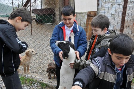 Muğla Geçici Bakımevi'ndeki hayvanlar sahiplendiriliyor
