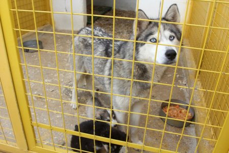 Muğla Geçici Bakımevi'ndeki hayvanlar sahiplendiriliyor