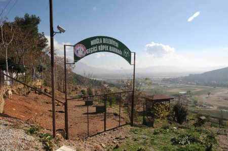 Muğla Geçici Bakımevi'ndeki hayvanlar sahiplendiriliyor