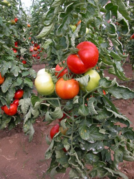 Muğla tarım üretimiyle ülke ekonomisine 3 milyon liralık katkı sağlıyor