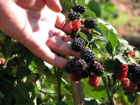 Muğla tarım üretimiyle ülke ekonomisine 3 milyon liralık katkı sağlıyor