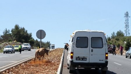 Muğla Zabıtası’ndan ‘Sarıkız’ operasyonu