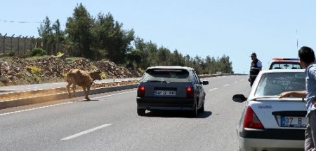 Muğla Zabıtası’ndan ‘Sarıkız’ operasyonu