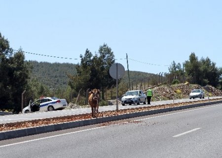 Muğla Zabıtası’ndan ‘Sarıkız’ operasyonu