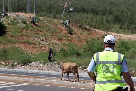 Muğla Zabıtası’ndan ‘Sarıkız’ operasyonu