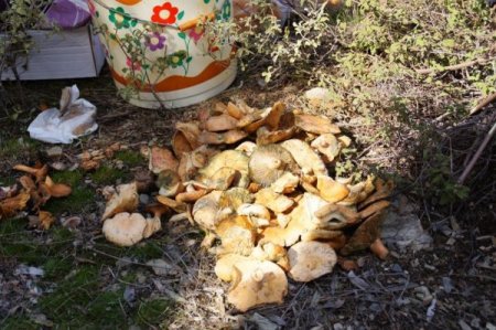 Muğla'da akademisyenler dağda mantar ve çilek aradı