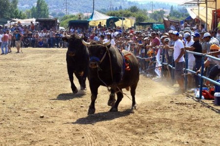 Muğla'da Boğalar Seyircilerin Arasına Daldı