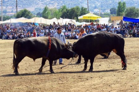 Muğla'da Boğalar Seyircilerin Arasına Daldı