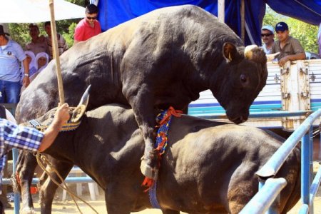 Muğla'da Boğalar Seyircilerin Arasına Daldı