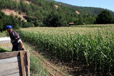 Muğla'da Çiftçilere Uygulamalı Mısır Silajı Tanıtımı