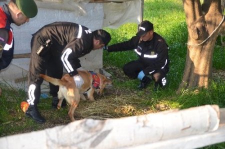 Muğla’da esrar ele geçirildi